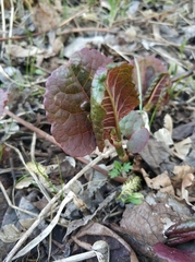 Reynoutria × bohemica