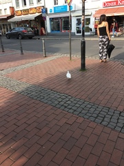 Columba livia domestica