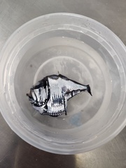 Argyropelecus aculeatus