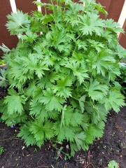 Leonurus quinquelobatus