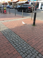 Columba livia domestica