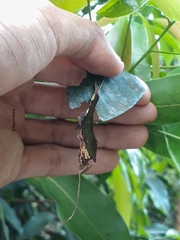 Archaeoprepona demophoon gulina