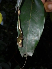 Archaeoprepona demophoon gulina