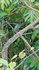 Butorides virescens