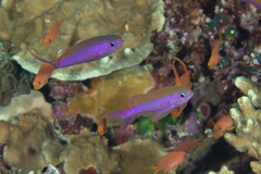 Luzonichthys waitei