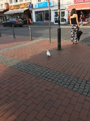 Columba livia domestica