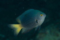 Pomacentrus flavioculus