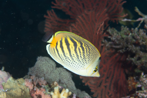 Dot and dash butterflyfish (Chaetodon pelewensis) — Chaetodontidae