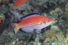 Cirrhilabrus marjorie