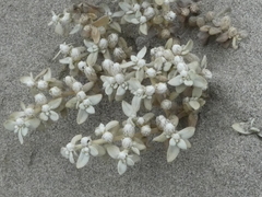 Alternanthera peruviana