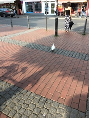 Columba livia domestica