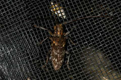 Monochamus carolinensis