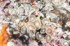 Palythoa heliodiscus