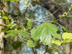 Platanus rzedowskii