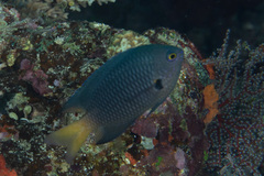 Pomacentrus flavioculus