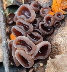 Pseudombrophila guldeniae