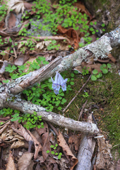 Corydalis lineariloba