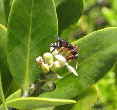 Triepeolus rufithorax