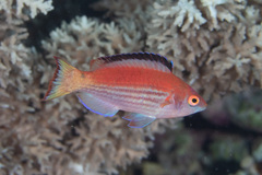 Cirrhilabrus marjorie