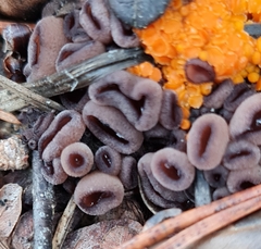 Pseudombrophila guldeniae