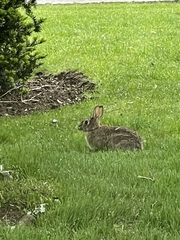 Sylvilagus transitionalis