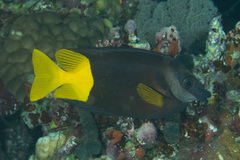 Siganus uspi