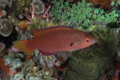 Cirrhilabrus punctatus