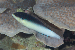 Anampses neoguinaicus