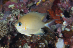 Pycnochromis amboinensis
