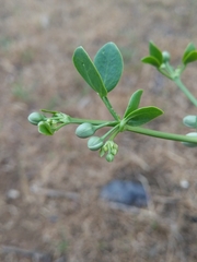 Zygophyllum fabago