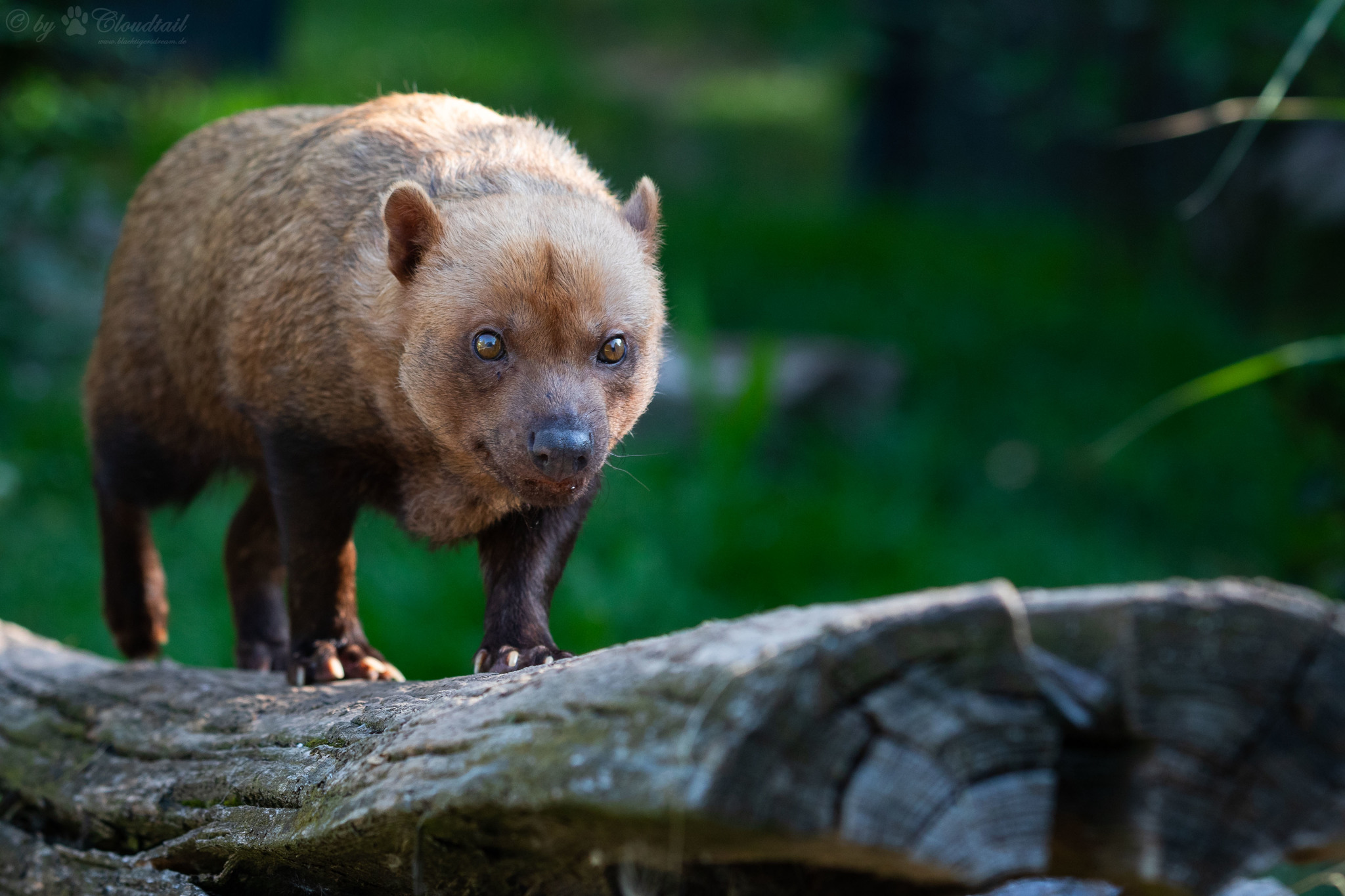 Cachorro De Mato Vinagre (Speothos venaticus) · iNaturalist Ecuador