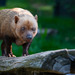 Bush Dog - Photo (c) Cloudtail the Snow Leopard, some rights reserved (CC BY-NC-ND)