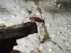 Pterophylla beltrani
