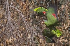 Amazona finschi × viridigenalis