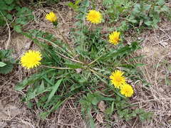 Taraxacum hemicyclum