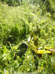 Vicia melanops