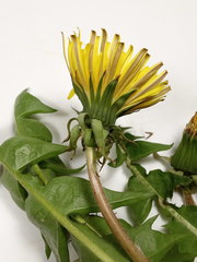 Taraxacum hemicyclum