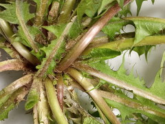 Taraxacum hemicyclum