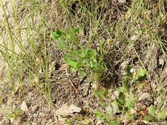 Trifolium hirtum