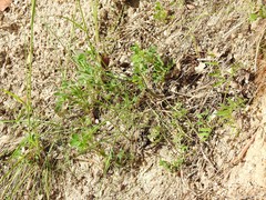 Trifolium hirtum