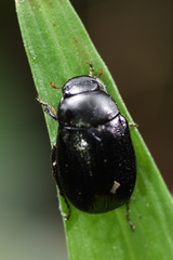 Apogonia cribricollis