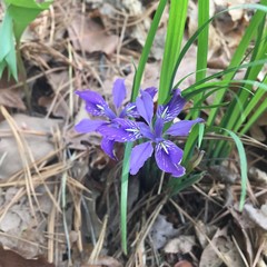 Iris rossii
