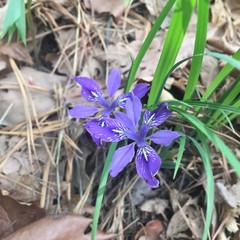 Iris rossii