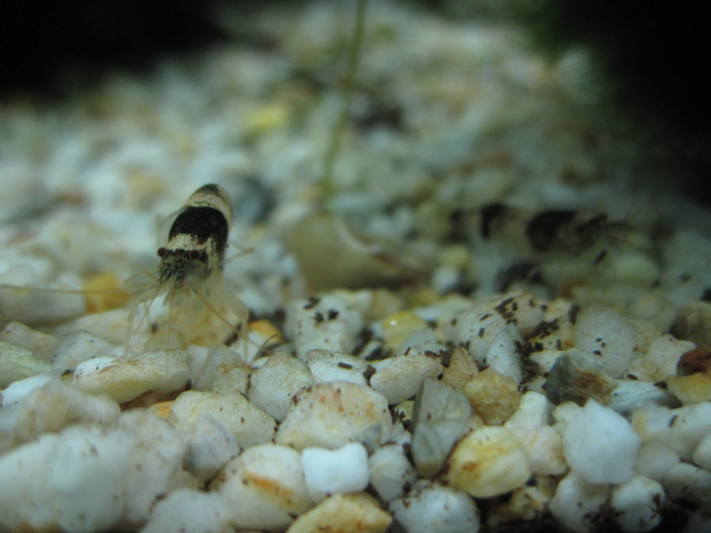 Crevette bumblebee (crevette « abeille ») (Caridina breviata)
