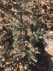 Odontarrhena muralis