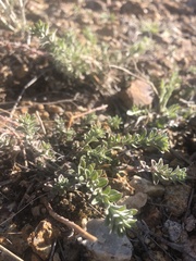 Odontarrhena muralis