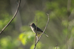 Northern Beardless-Tyrannulet photo 2