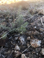 Odontarrhena muralis