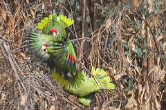 Amazona finschi × viridigenalis