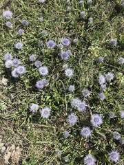 Globularia cordifolia